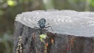 ヨコヅナサシガメの狩り