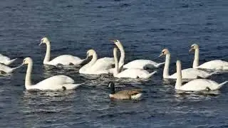 Duck 🦆and Family