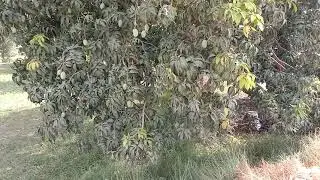 Mango garden free download || free video clip || free download and use
