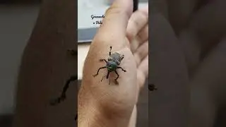 Besouro Bicudo - Homalinotus
