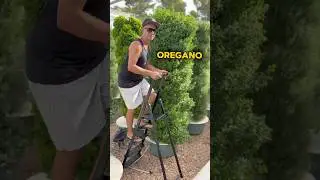 Maximizing oregano cultivation by growing up to 52 bunches of oregano per aeroponic tower #oregano