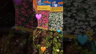 #лобелия после стрижки#лобелия #рассадацветов #сад