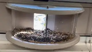 Review and Installation of the JOYSEUS Window Bird Feeder