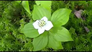 Bunchberry!