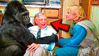 Koko The Gorilla&rsquo;s Final Plea To Humanity Leaves Experts Speechless