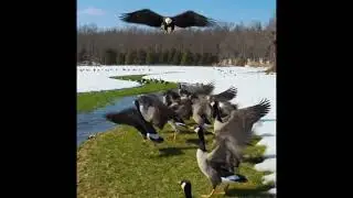 Bald Eagle Fighting the Geese #baldeagles #territory #geese