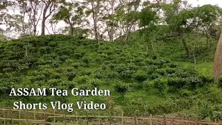 Green Tea 🍵 Garden in ASSAM &hearts;️