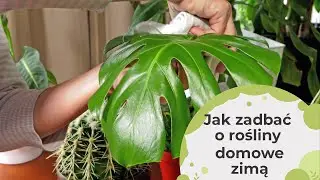 Problemy z kwiatami domowymi w czasie zimy. Pielęgnacja roślin doniczkowych w styczniu.