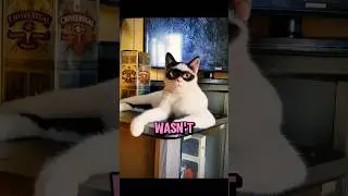 Hero Cat Saves the Day 🐱 | Sweetest Story Ever