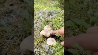 Whimsical Mushroom 🍄 Finds in the Forest #shorts #mushroom #foraging #nature #asmr