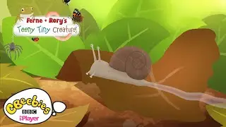 Facts about Snails | Ferne & Rory's Teeny Tiny Creatures | CBeebies