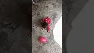 balloons sa khaltay howa 