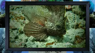 Spiny Waspfish [Ablabys Macracanthus