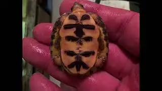 ポゴナ河合のアニマルラジオ　第1244回　2日目も楽しめます！