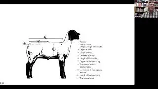 Livestock Judging Clinic- Judging Sheep with Andy Burlingham