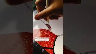 Darkling Beetle Quick Study | Desert Species 1