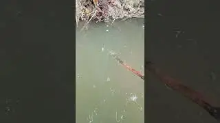 umpan nya ikan kecil dapet kepiting kecil #jebakan cepon