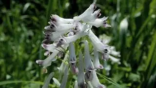 シロヤブケマン/Corydalis incisa f. pallescens 15_250414_ガイコツ山