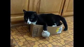 Does your cat have a hobby?