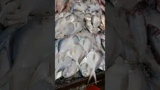 #@pamphlet fish#tengra fish#sole fish#singhara fish#all British#milega# #fish market#CR PARK.NO(1)