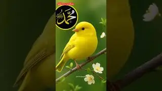 MashaAllah subhanullah Allah💘 hamend# Islamic❤️ #alhamdulallah 💖#Allah o akber #all
