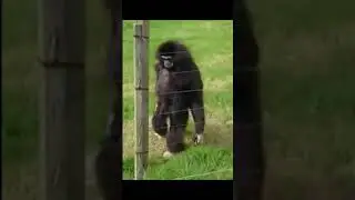gibbons walking and standing awkwardly