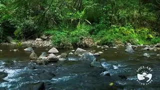 Calm River Ambience for Anxiety Relief