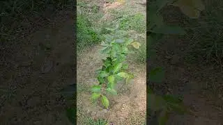 Fruit Garden AJSS Farm MPT 