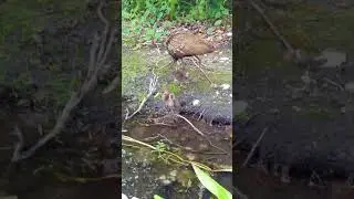 Baby Limpkins!! - Largo Central Park Nature Preserve