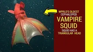 Vampire squid facts for kids Vampire squid planet earth Vampire squid fun facts
