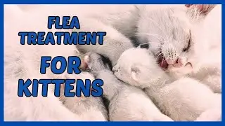 Flea Treatment for Kittens: Tips and Tricks / Best Flea Treatment for Cats / Cat Grooming