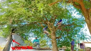 Cưa cây me siêu trái nghiêng vào nhà / Cutting down a tamarind tree with fruit near the house | P202
