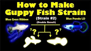 How to Make Guppy Fish Strain!