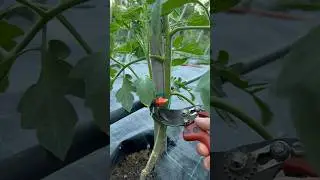 #pruning tomato! #agribros #gardening #asmr #garden #cuttingskills #agriculture #tomato #planting