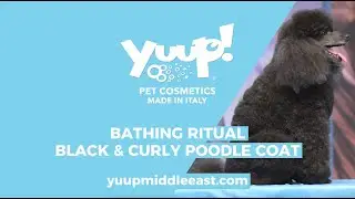 Yuup! Professional Grooming Bathing Ritual for medium-sized black & curly Poodle Coat dog shampoo
