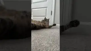 Russell being cute #cat #catlovers #catshorts #fatcats #funnycats #funnycatvideos #chonkycat