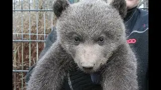 Bjørneunger blev chippet / two brown bear cubs were chipped