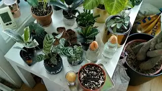 All of My Plants | March 2021