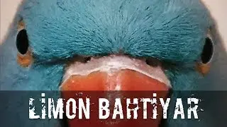 PAPAĞAN BAHTİYAR İLE TANIŞIN! KOD ADI BAHTİ'NİN HİKAYESİ