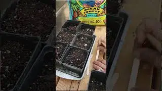 Finally Got This Soil! Grab Yours Before It's Gone! #backyardfarm #backyardfarming