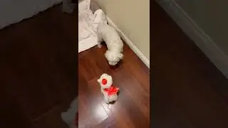 Real Dog vs. Fake Dog. Funny animals #shorts #asmr