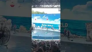 Dolphin show #safari world #bangkok #Thailand #fish #tourist