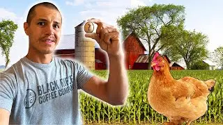Can You Eat A Chickens First Egg?