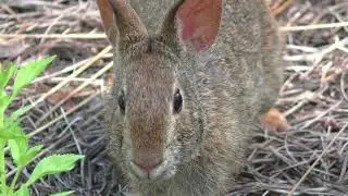 Marsh rabbit. Note the smaller ears. They are strong swimmers here in The Villages, Florida