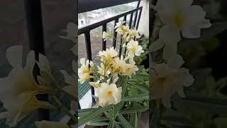 Secret fertilizer for maximum flowering in kaner plants#shorts#Gardening with geet kumar