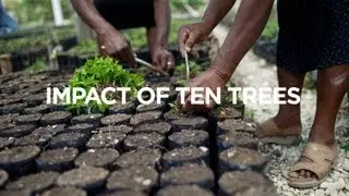 The tentree Impact