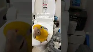 NEVER SEEN BEFROE! Parrot goes to Bathroom!