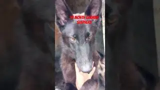 softy and bagheera 10 month #german shepherd 🐕#dog #india