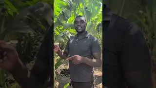 KRK FARMS bananas #continuelearning #farming #agriculture