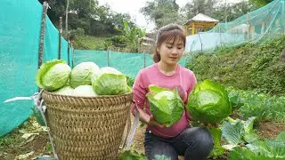 Harvesting Big Cabbage Goes To Village Market Sell - Cook food for pigs | My Bushcraft
